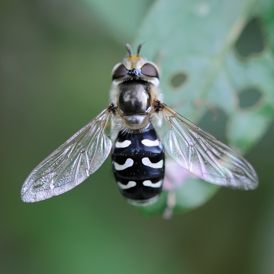 Syrphidae, Scaeva pyrastri femelle