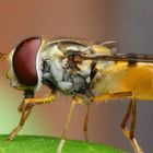 Syrphidae - Schwebfliege