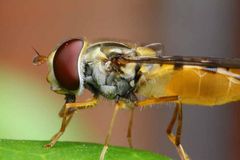 Syrphidae - Schwebfliege