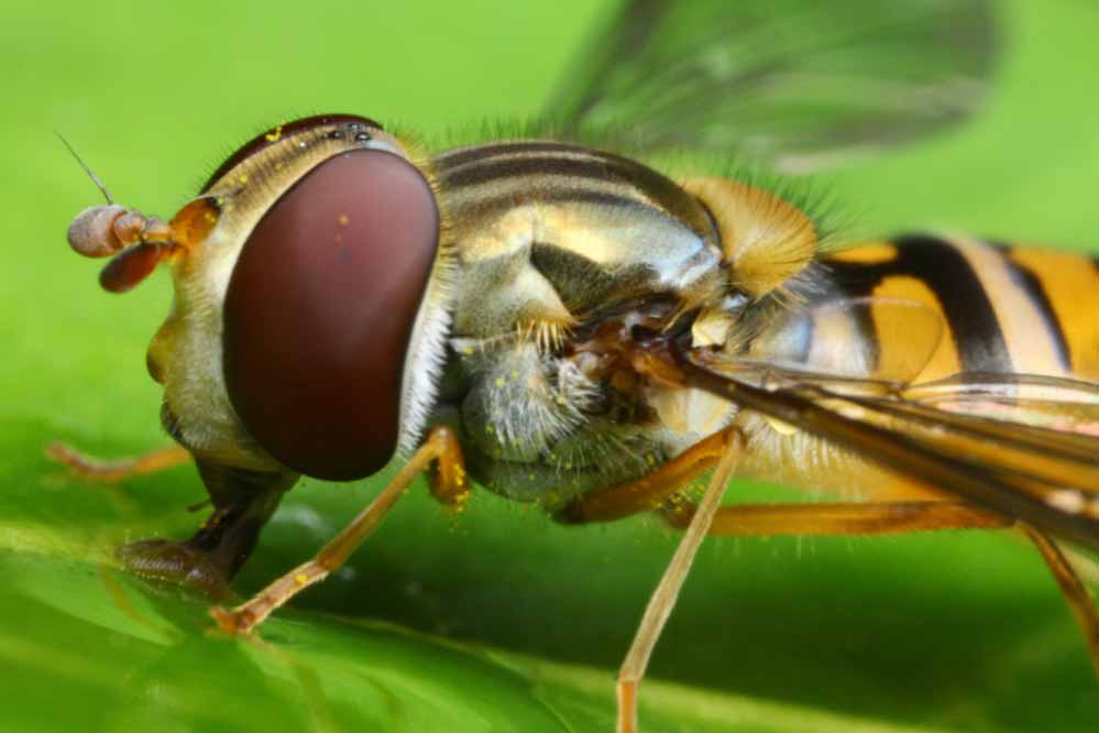 Syrphidae - Schwebfliege