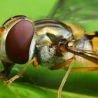 Syrphidae - Schwebfliege