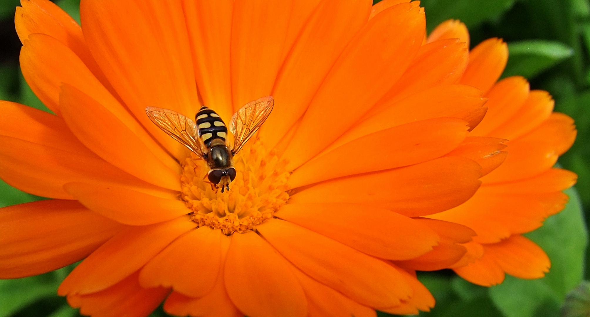 Syrphidae  -  Schwebfliege on Marigold