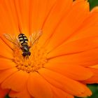 Syrphidae  -  Schwebfliege on Marigold