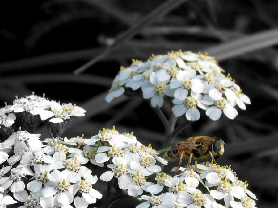 Syrphidae up close and personal