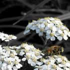 Syrphidae up close and personal