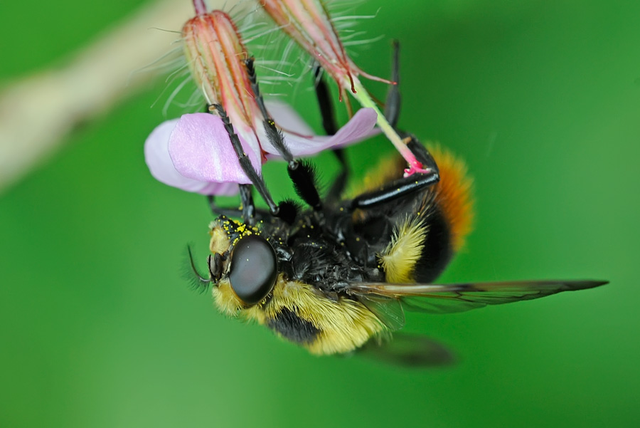 Syrphidae, Volucella bombylans