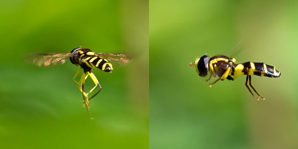 Syrphidae : Xanthogramma sp.