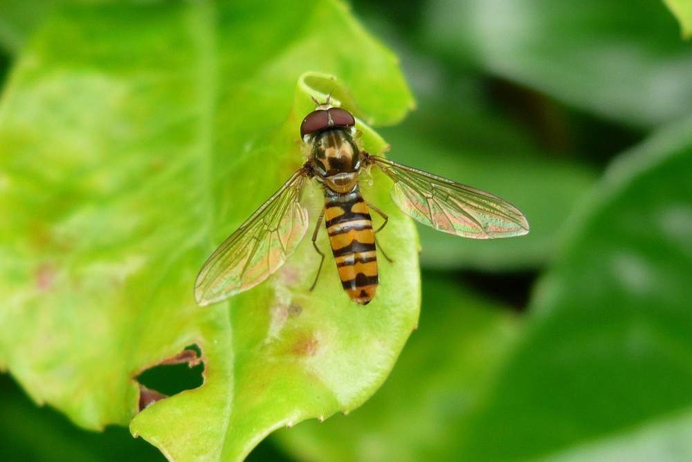 Syrphus ribesi ( Schwebfliege)