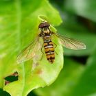 Syrphus ribesi ( Schwebfliege)