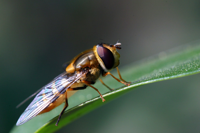 Syrphus ribesii