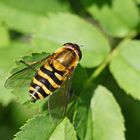 Syrphus ribesii