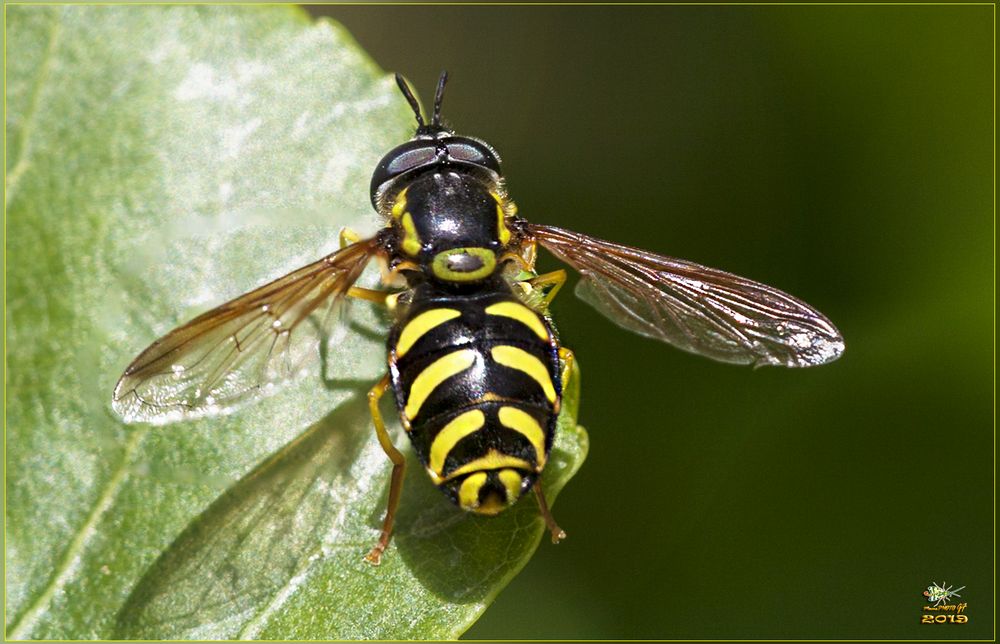 Syrphus ribesii (Linnaeus, 1758)