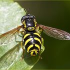 Syrphus ribesii (Linnaeus, 1758)