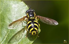 Syrphus ribesii (Linnaeus, 1758)