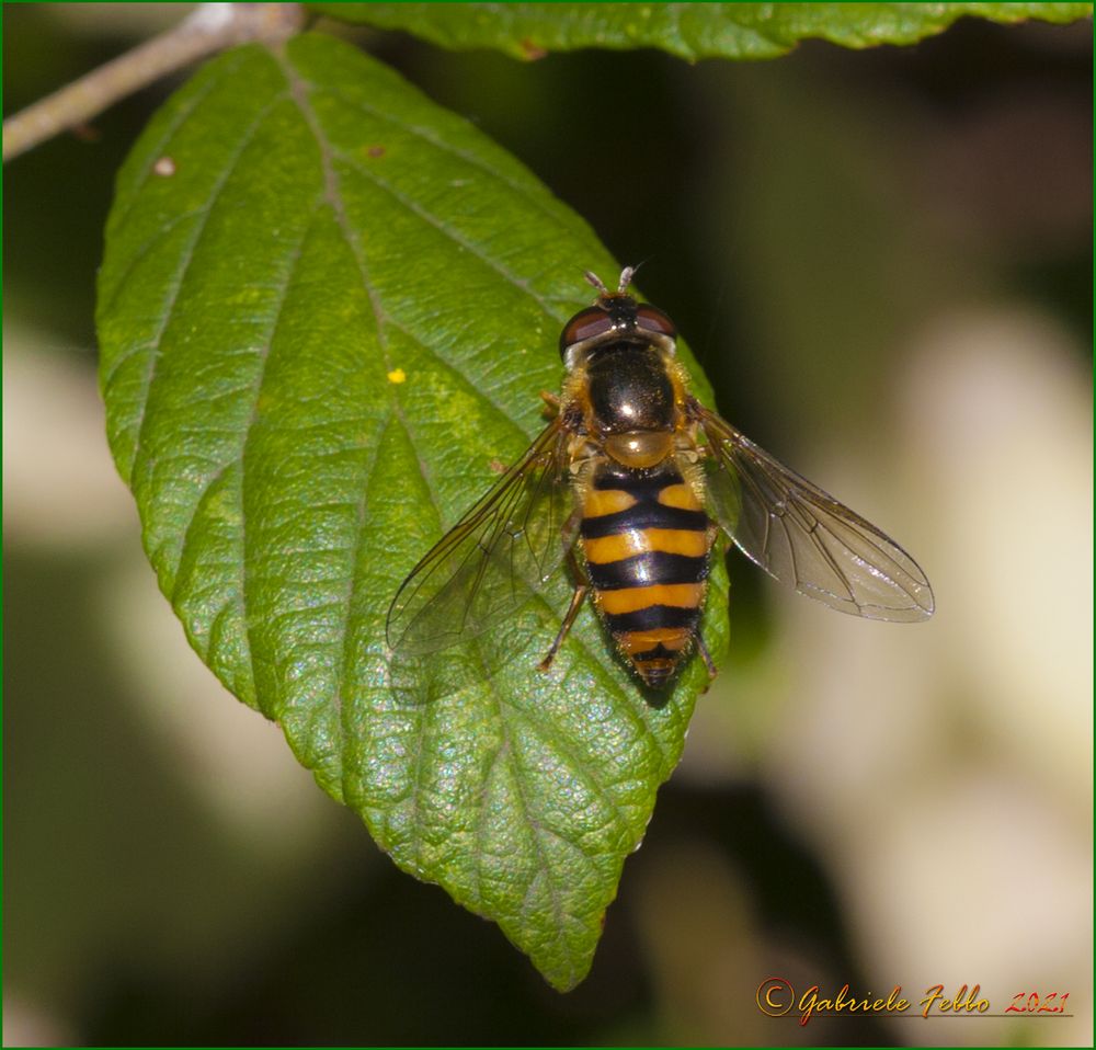 Syrphus sp. Fabricius, 1775