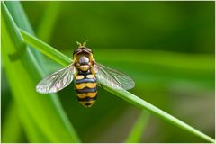 Syrphus sp.