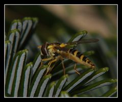 " Syrte sur un sapin nordmann "