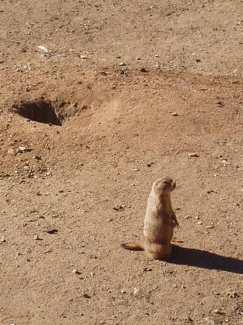 Sysel Foto & Bild tiere, zoo, wildpark & falknerei, natur Bilder auf