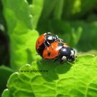 syvplettet Mariehøne_Coccinella septempunctata