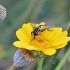 Szene aus der Bienenweide