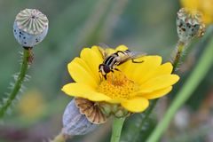 Szene aus der Bienenweide