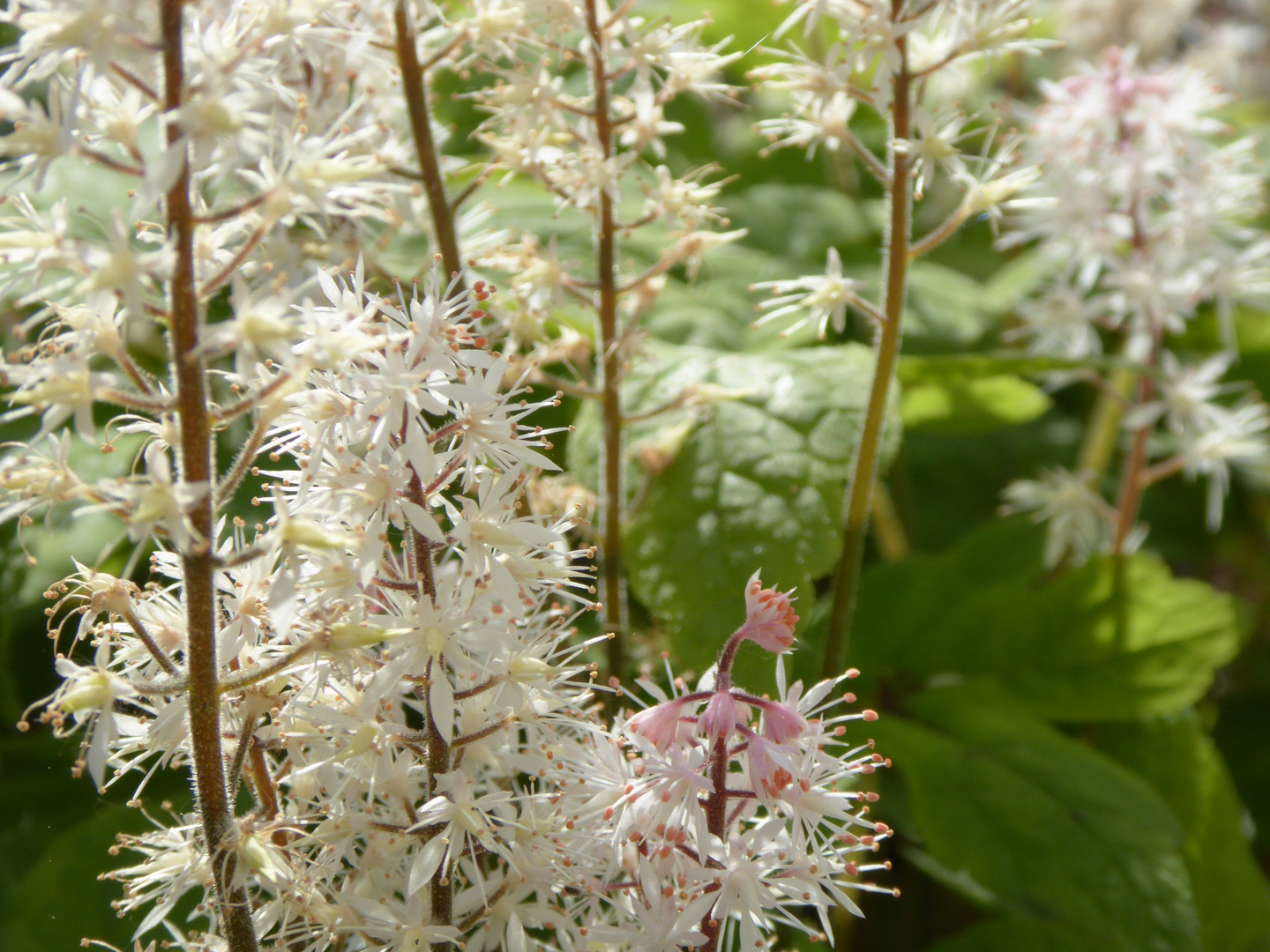 Szene aus der Gartenrabatte