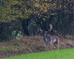 Szene im Herbst