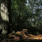 Szene im Wald