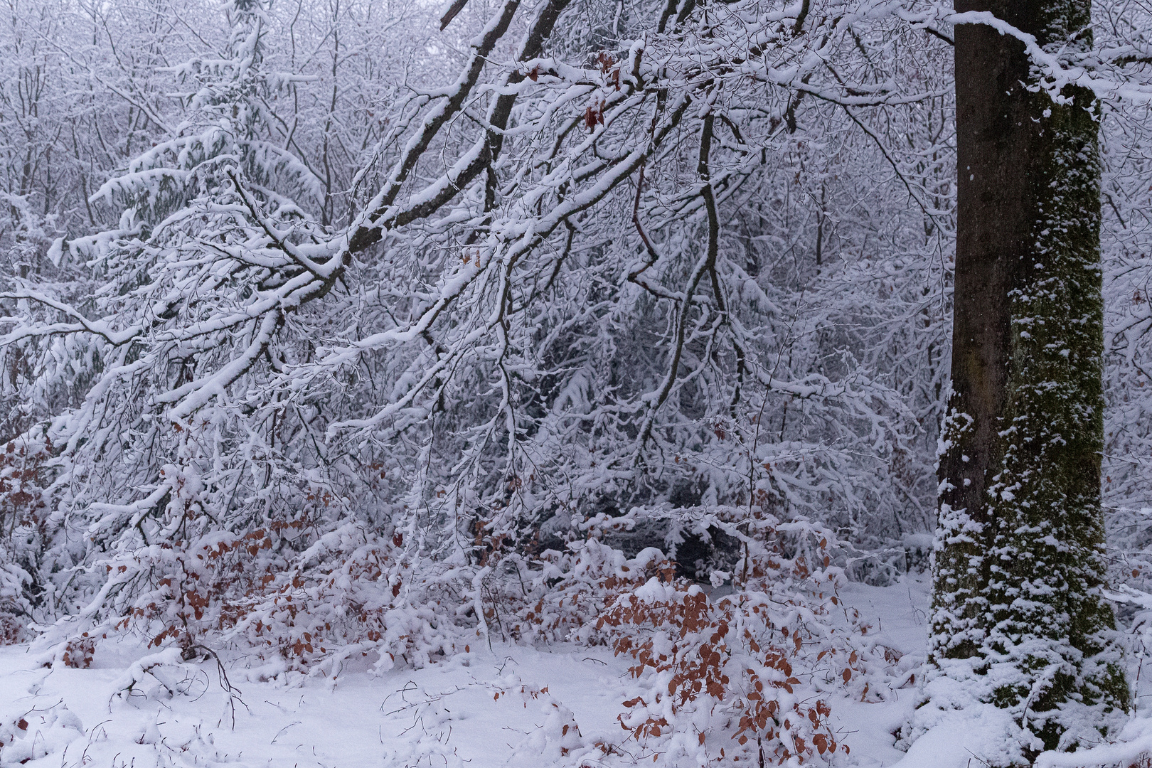 Szene im Winterwald