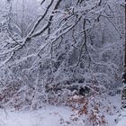 Szene im Winterwald