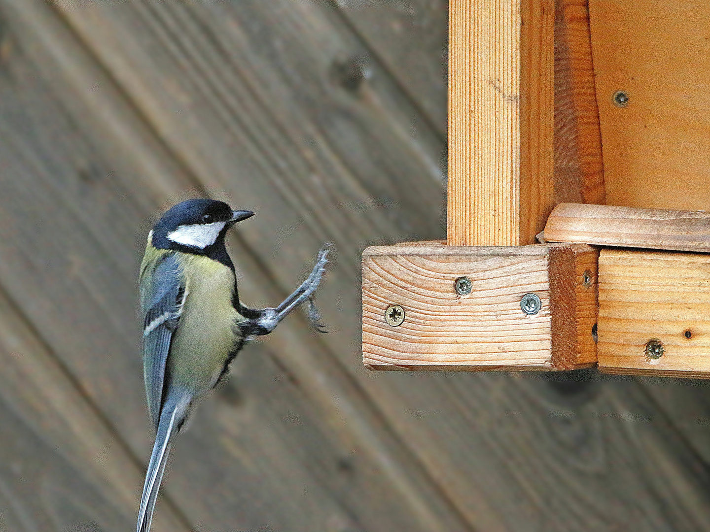 Szenen am Vogelhaus - noch rechtzeitig gebremst - s. auch verlinkte Fotos