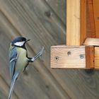 Szenen am Vogelhaus - noch rechtzeitig gebremst - s. auch verlinkte Fotos