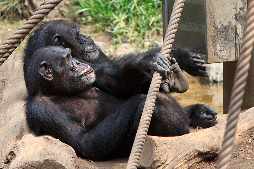 Szenen aus dem Leipziger Zoo 2