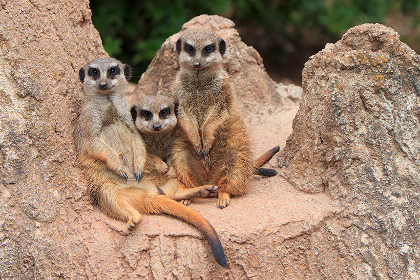 Szenen aus dem Leipziger Zoo 4