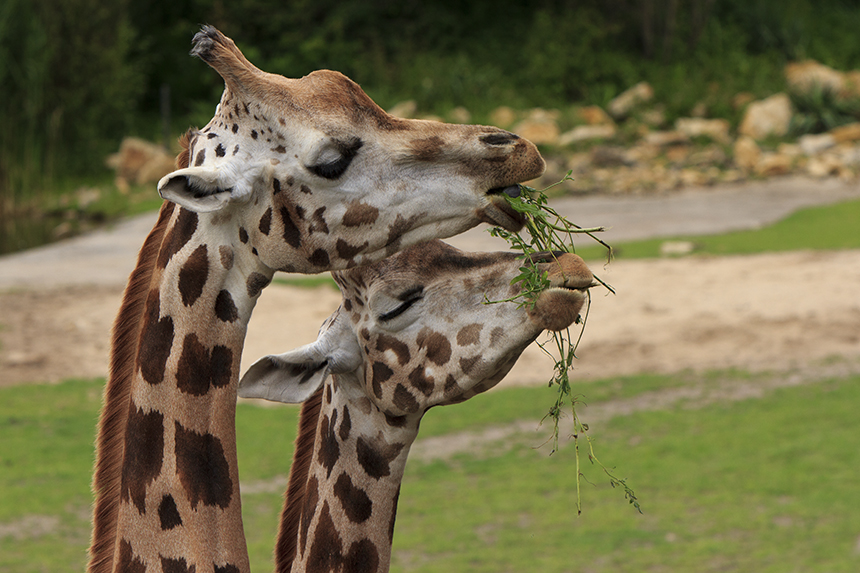 Szenen aus dem Leipziger Zoo 5