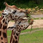 Szenen aus dem Leipziger Zoo 5