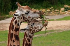 Szenen aus dem Leipziger Zoo 5