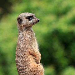 Szenen aus dem Leipziger Zoo