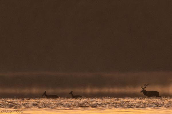 Szenen einer Brunft 2023/2