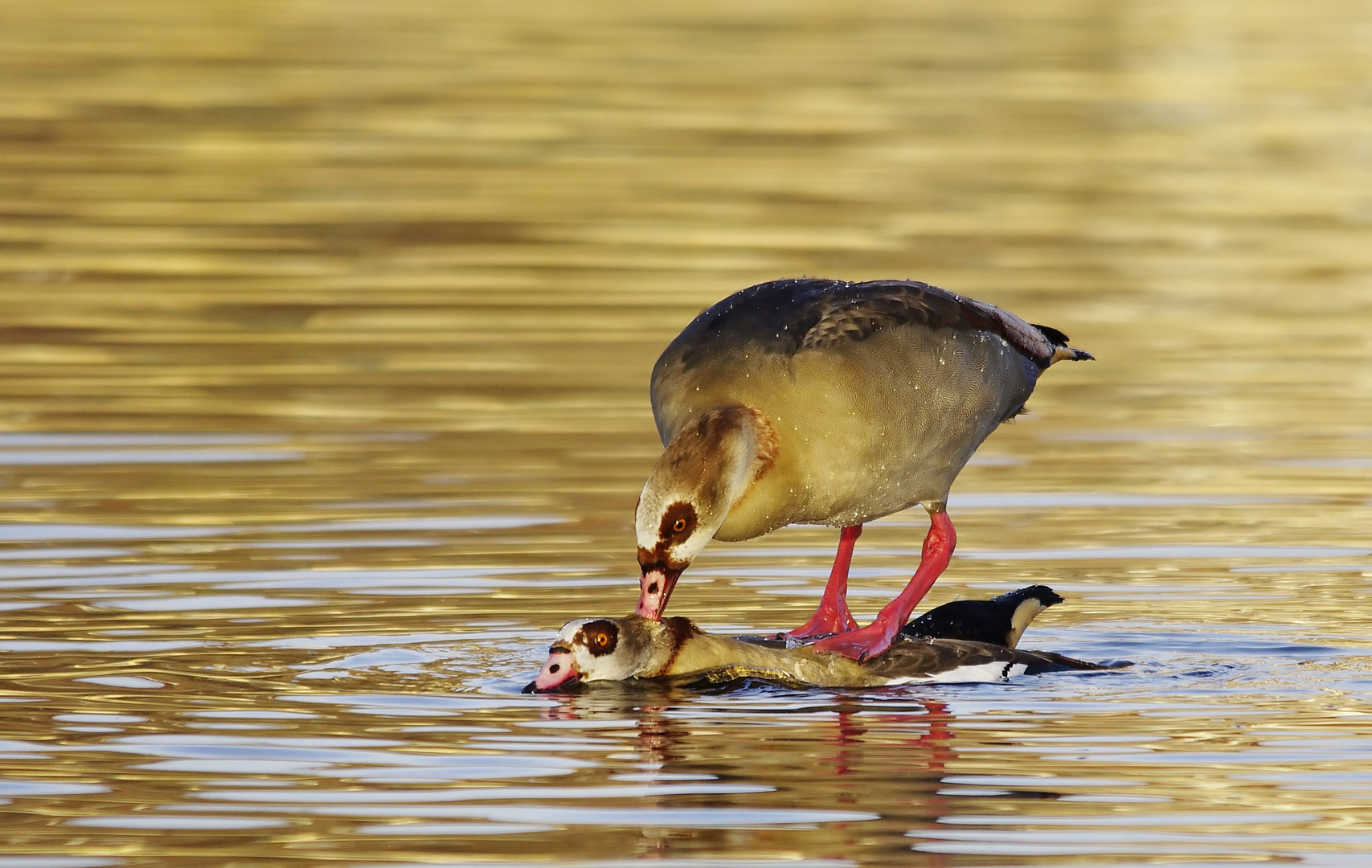 Szenen einer Ehe - Nilgänse 