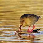 Szenen einer Ehe - Nilgänse 