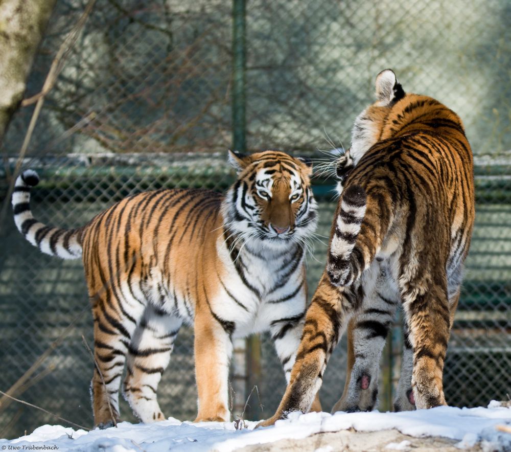 Szenen einer Tiger-Ehe - 2. Akt