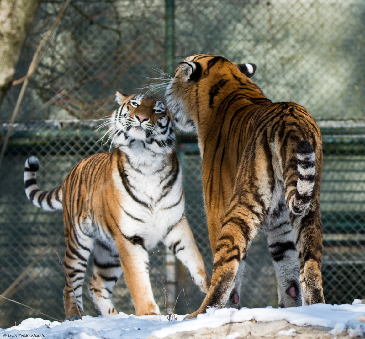 Szenen einer Tiger-Ehe - 3. Akt