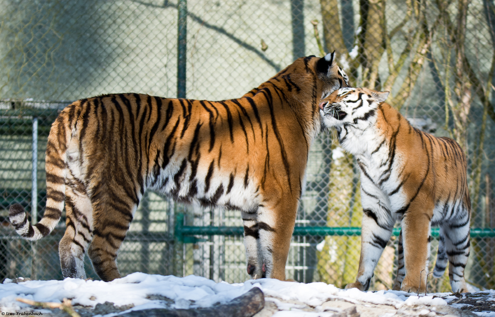 Szenen einer Tiger-Ehe - 7. Akt