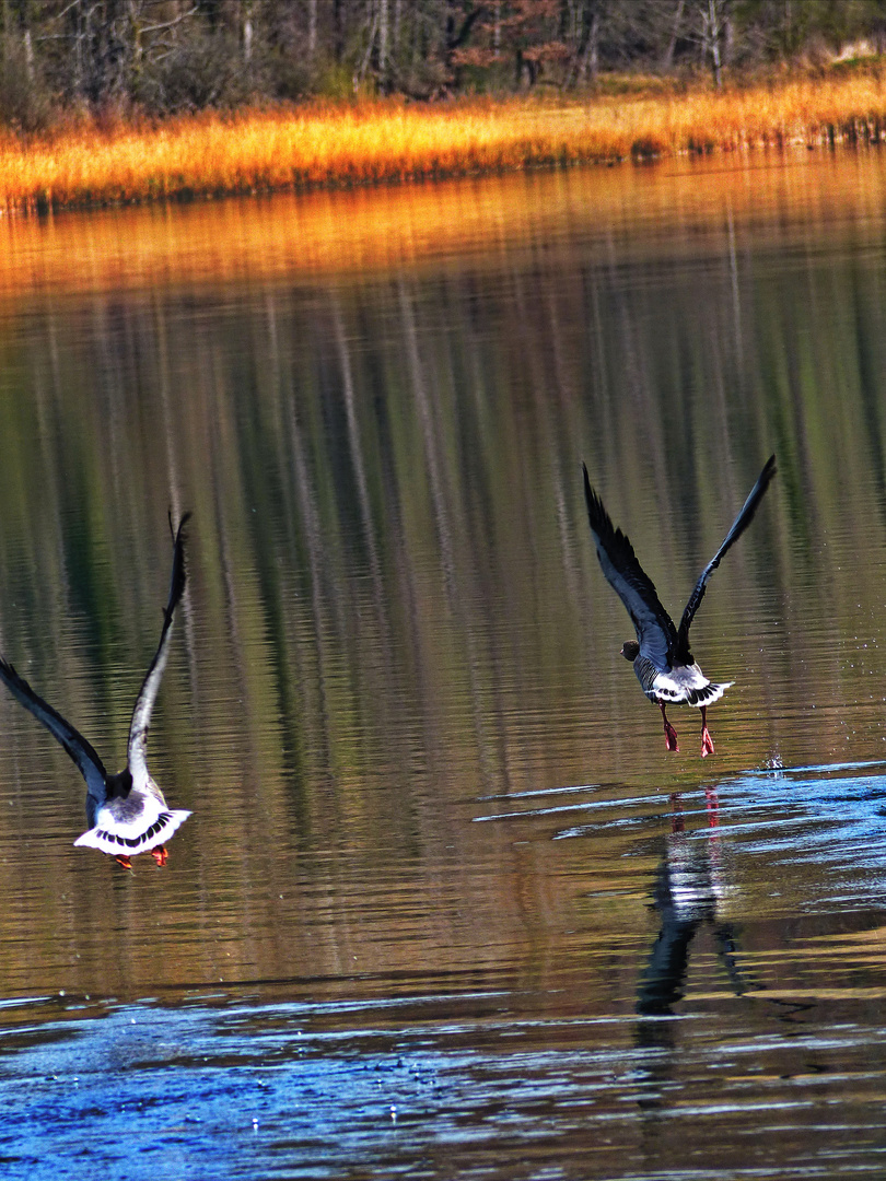 Szenen eines Abgangs Gans am Mindelsee bei Radolfzell