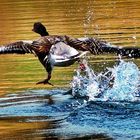 Szenen eines Abgangs Gans am Mindelsee bei Radolfzell