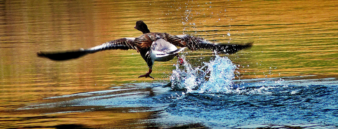 Szenen eines Abgangs Gans am Mindelsee bei Radolfzell