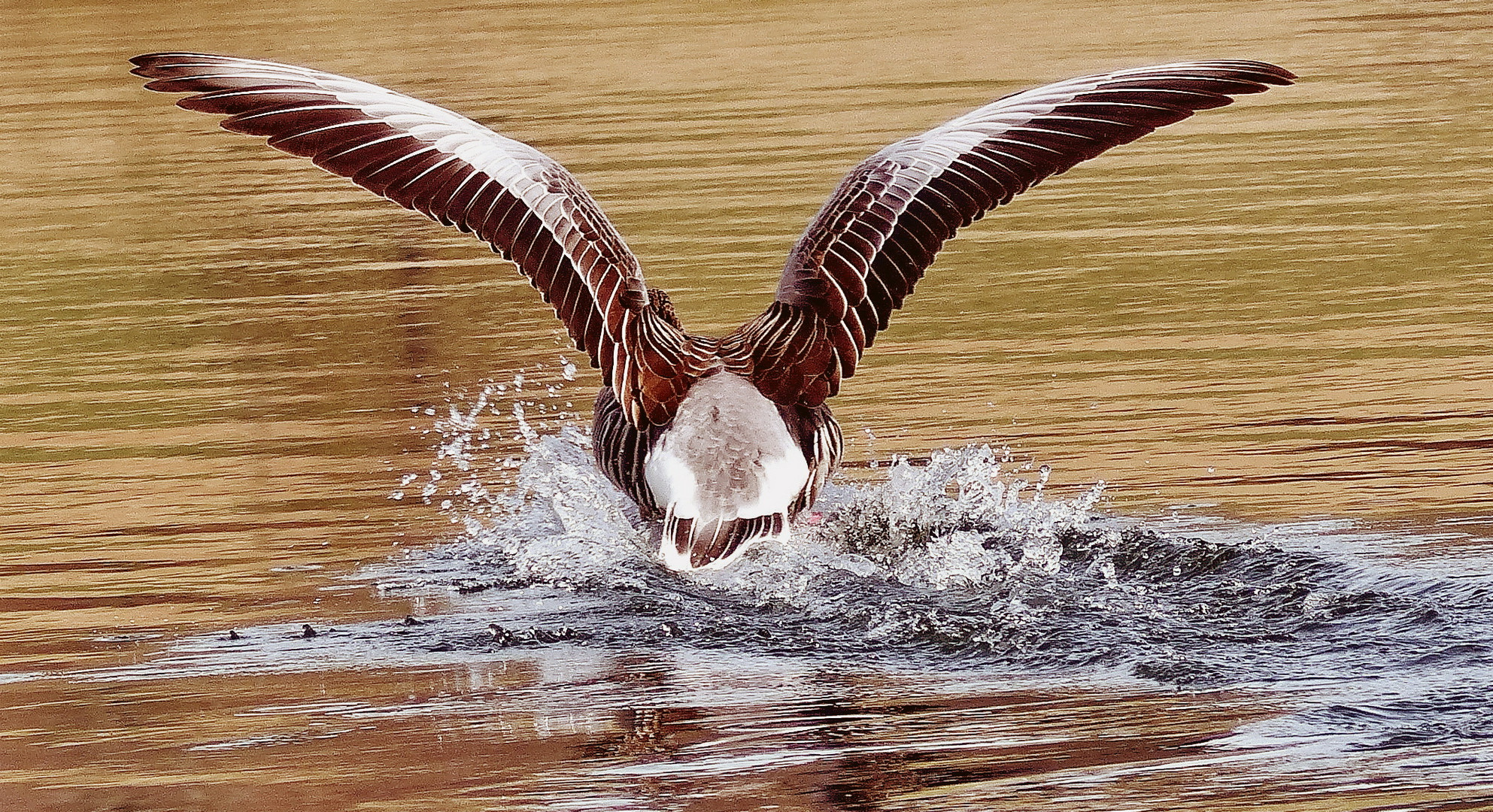 Szenen eines Abgangs Gans am Mindelsee bei Radolfzell