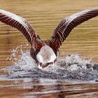 Szenen eines Abgangs Gans am Mindelsee bei Radolfzell