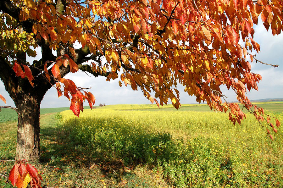 Szenen eines Herbstes Unterm Kirschbaum Foto & Bild jahreszeiten